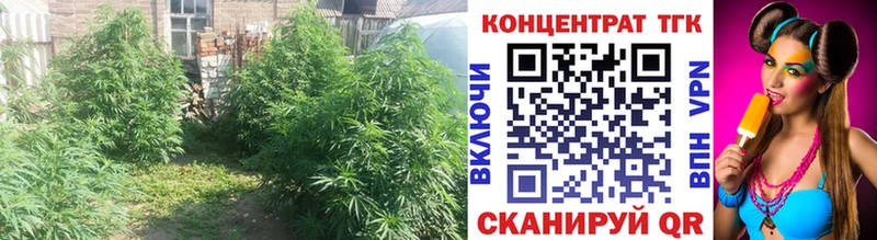 Купить закладки  Хадыженск  Дистиллят ТГК гашишное масло 